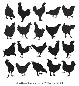 Set cock, cockerel, rooster, chicken, hen, chick, position standing, poultry silhouettes hand drawn, isolated vector
