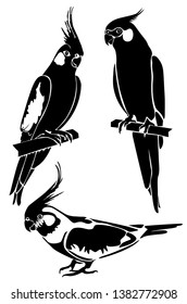 Set  cockatiel bird stencils for laser cutting. Vector tropical bird on white background. Black and white logo, sign, emblem, symbol. Stamp. Sketch. Die cut.