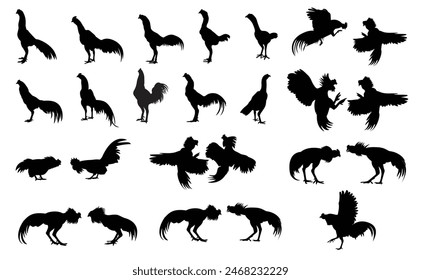 Set of cockfighting silhouettes Native chicken fighter, vector, assembled