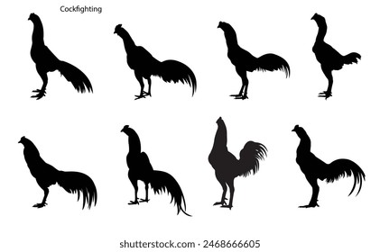 Set of cockfighting silhouettes, vector, assembled