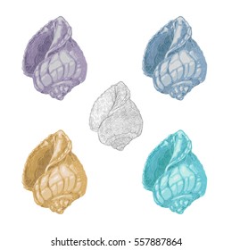Set of Cockleshell . Several variants not bright, pastel colored shells on a white background. Vector illustration