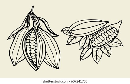 Set Cocoa beans illustration. Engraved style illustration. Chocolate cocoa beans. Vector illustration