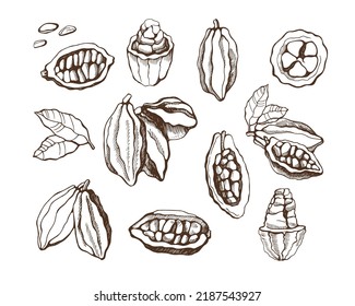 Conjunto de granos de cacao sobre fondo blanco. Ilustración vectorial dibujada a mano.