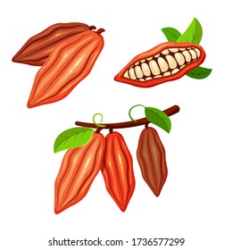 Set of cocoa beans in a trendy cartoon style. Chocolate tree fruit. Cacao plant. Vector food concept for your design.