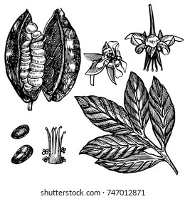 Set Cocoa beans vector illustration. Engraved style illustration. Sketched hand drawn cacao beans, tree, leafs and branches.