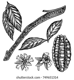 Set Cocoa beans vector illustration. Engraved style illustration. Sketched hand drawn cacao beans, tree, leafs and branches