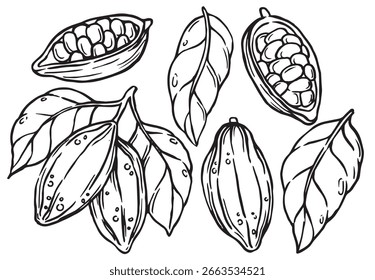 Conjunto de frutas de cacao y frijoles. Ilustración vectorial en estilo doodle

