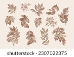 Set of cocoa plants. Fruits, leaves on branches. Vector botanical illustration. Engraving style.