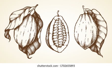 Set of cocoa pod illustrations. Sketch vector food illustration. Essential oil, medicine, cosmetic, chocolate ingredient