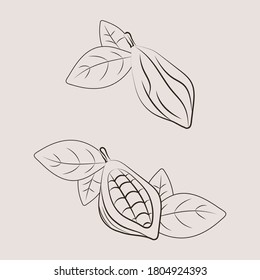 Set of cocoa pod illustrations. Sketch vector food illustration. Essential oil, medicine, cosmetic, chocolate ingredient