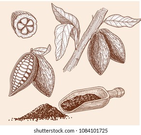 A set of cocoa products: cocoa beans grow on a tree,  beans in a cut,  a cocoa powder scoop. Hand drawn vector illustration.