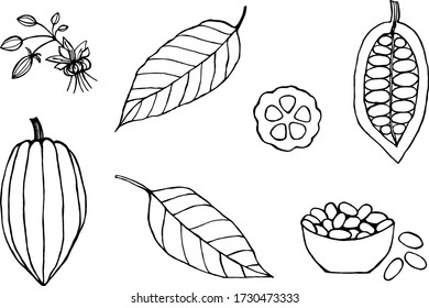 Set of cocoa tree elements in black outline on a white background. Vector illustration for design, directory, announcements, postcards, manual, invitations, cafe, restaurant, posters, banners.