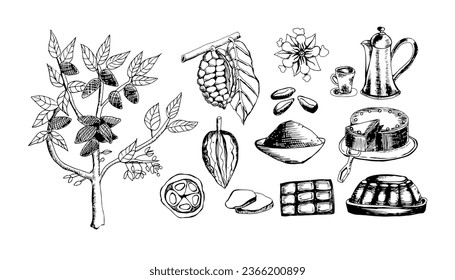 Set Cocoa  vector illustration isolate on white background . Sketched hand drawn cacao beans, tree, leafs , flower  and branches. Cocoa powder chocolate, chocolate cake  , hot chocolate , cocoa butter