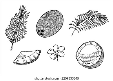Set mit Kokosklammern. Hand gezeichnete Nusseisen-Ikone. Tropische Illustration. Für Druck, Web, Design, Dekoration