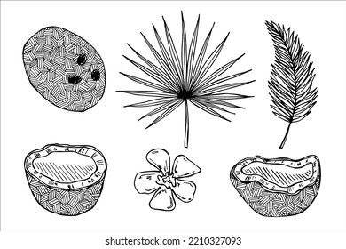 Set of coconut cliparts. Hand drawn nut icon. Tropical illustration. For print, web, design, decor