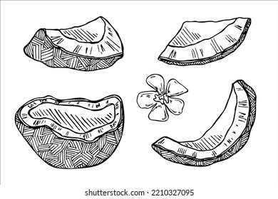 Set of coconut cliparts. Hand drawn nut icon. Tropical illustration. For print, web, design, decor