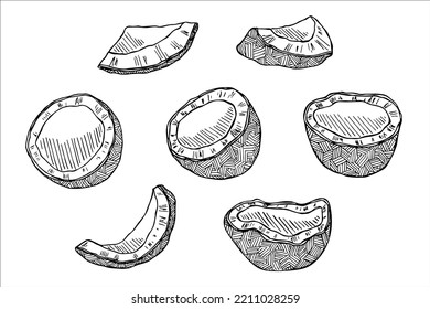 Set of coconut cliparts. Hand drawn nut icon. Tropical illustration. For print, web, design, decor