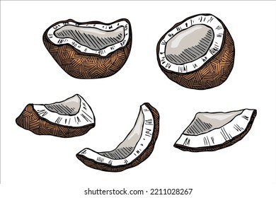 Set of coconut cliparts. Hand drawn nut icon. Tropical illustration. For print, web, design, decor