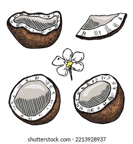 Set of coconut cliparts. Hand drawn nut icon. Tropical illustration. For print, web, design, decor