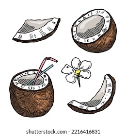 Set of coconut cliparts. Hand drawn nut icon. Tropical illustration. For print, web, design, decor