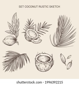set coconut element rustic sketch