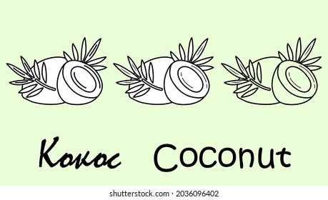 A set of coconut fruit objects with the inscription "coconut" in Russian and English. Simple vector illustration, eps