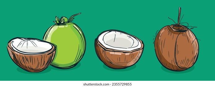 Set of Coconut fruit, Vector illustration in one line sketch style, flat hand drawn sketch, Colorful fruit with shadow and light, isolated on colored background.