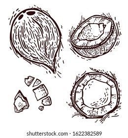 Set of coconut, half of coconut hand drawing. Tropical nut engraved illustration. Botanical sketch of tropical nut for label, juice packaging, textile, fabric, chocolate, oil, body cream