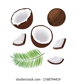 Set with coconut, half and pieces of coconut, coconut palm leaf on a white background. Vector illustration.