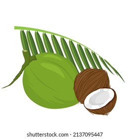 Set aus Kokosnuss und Blatt einzeln auf weißem Hintergrund, Vektorgrafik.
