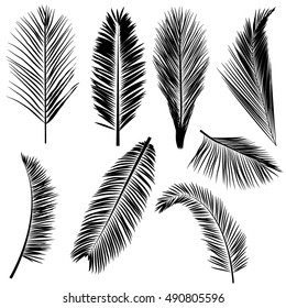 Set of coconut leaf. Vector illustration.