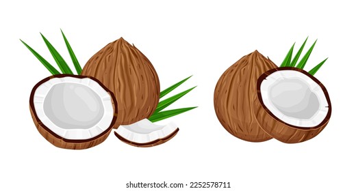 set of Coconut and leaves isolated on white background. Vector illustration cartoon  isolated on white svg