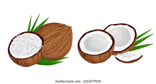 set of Coconut and leaves isolated on white background. Vector illustration cartoon  isolated on white.