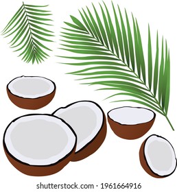 Colocar hojas de coco y coco en fondo blanco