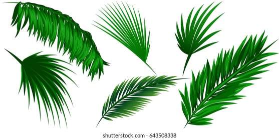 Set of coconut leaves on white background