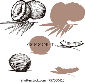 Set  with coconut and leaves on white background with silhouette. Hand drawing illustration. Vector illustration. Cosmetic, food, wallpaper design.