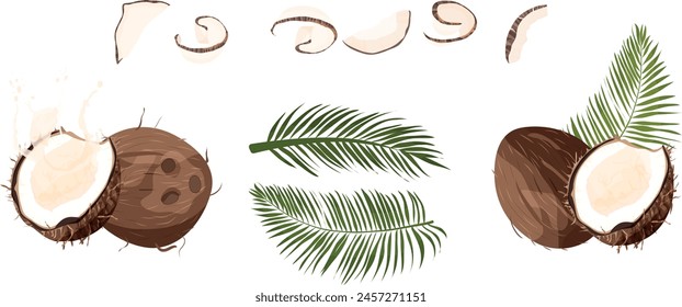 Set of Coconut piece, half of coconut, coconut and palm leaves on white background. Summer fruits for healthy lifestyle. Organic fruit. Vector illustration.