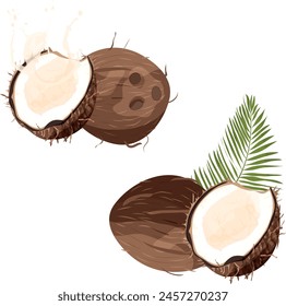 Set of Coconut piece and palm leaves on white background. Summer fruits for healthy lifestyle. Organic fruit. Vector illustration.