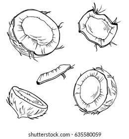 Set of coconut pieces on white background. Hand drawn ink sketch. Vector illustration.