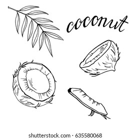 Set of coconut pieces on white background. Hand drawn ink sketch. Hand lettering. Vector illustration.