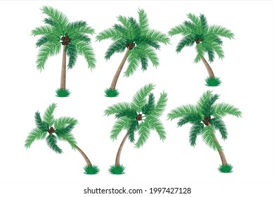 Conjunto de ilustraciones vectoriales de cocoteros