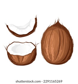 A set of coconuts.Coconut whole, half.Vector illustration of tropical coconut fruits.