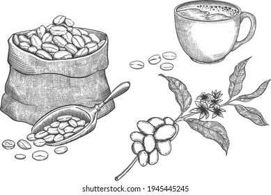 set of coffee beans in bag in graphic style hand-drawn vector illustration.