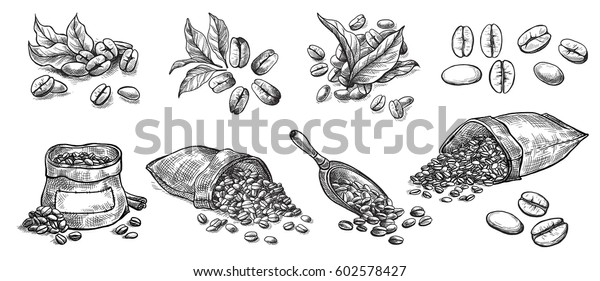 グラフィックスタイルの手描きのベクターイラストで袋に入れたコーヒー豆のセット のベクター画像素材 ロイヤリティフリー