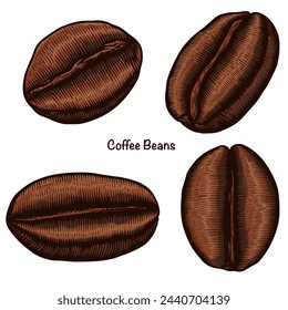 Set of coffee beans. Coffee beans illustration. Detailed coffee beans drawing. Roasted coffee beans collection