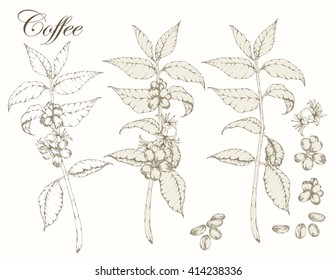 Set of Coffee branch: plant with leaf, berry, bean, seed. Coffee Natural organic drink. Hand drawn vector monochrome illustration on white background. Editable, separated elements.