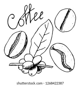 Set of coffee design elements. Contour hand drawn sketch. Vector illustration isolated on white background. Can be used for cards, invitations, print, scrap, menu.