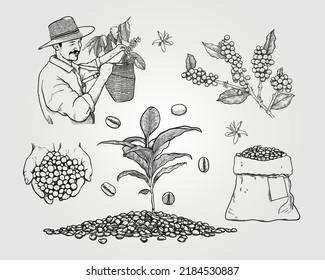 Conjunto de granjas de café en ilustraciones vectoriales de estilo gráfico. Granos de café, plantas de café con granjero.