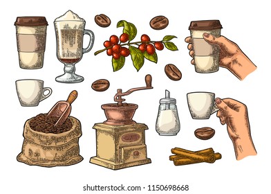 Set coffee. Glass latte, beans, wooden scoop, hand-held grinder, sugar, cinnamon stick, branch with leaf and berry. Female hand hold cup. Vintage color vector engraving illustration isolated on white