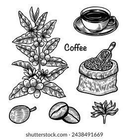 set of coffee hand drawn illustration. Coffee beans sketch. Vintage coffee tree drawing. Cup of coffee line art. Roasting beans